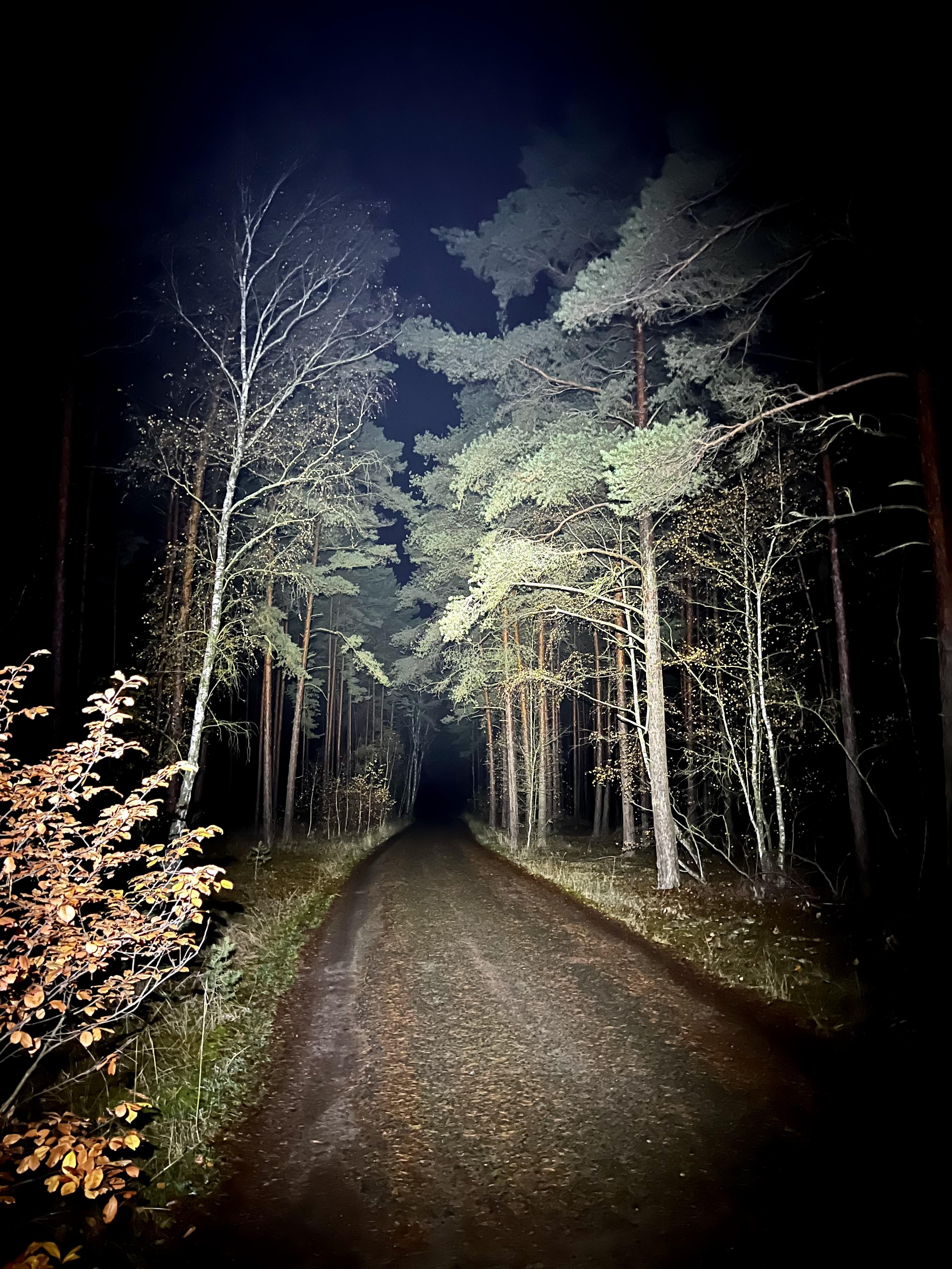 Ein durch eine Helmleuchte ausgeleuchteter Weg im Dunklen. Der Weg verläuft durch den Wald, die Bäume sind auch teilweise angeleuchtet.